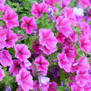 Pink petunia flowering plants